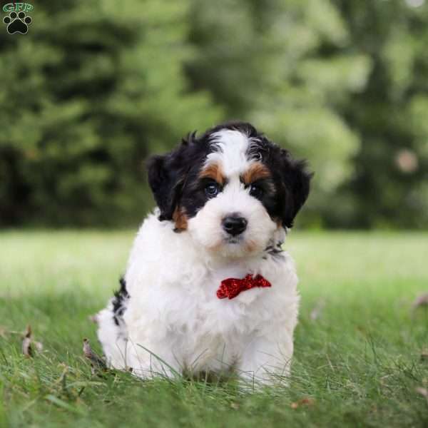 Mickey, Bernedoodle Puppy